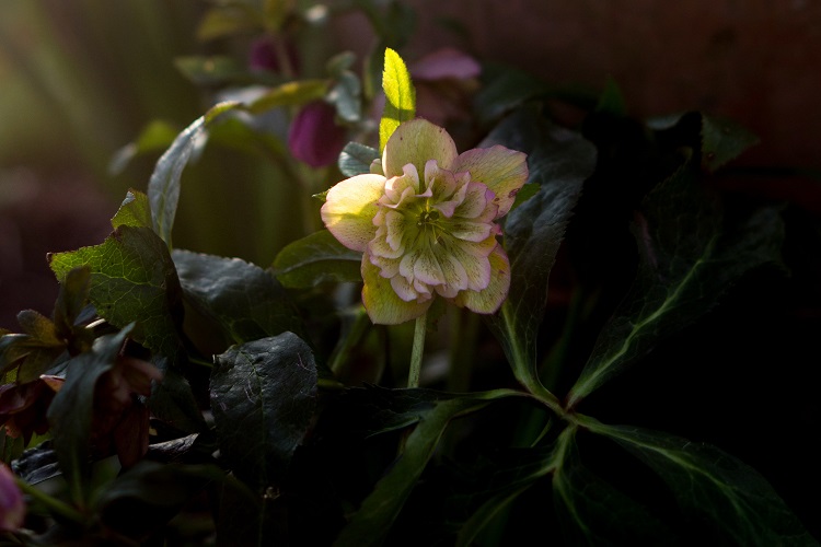 Hellebore fleur