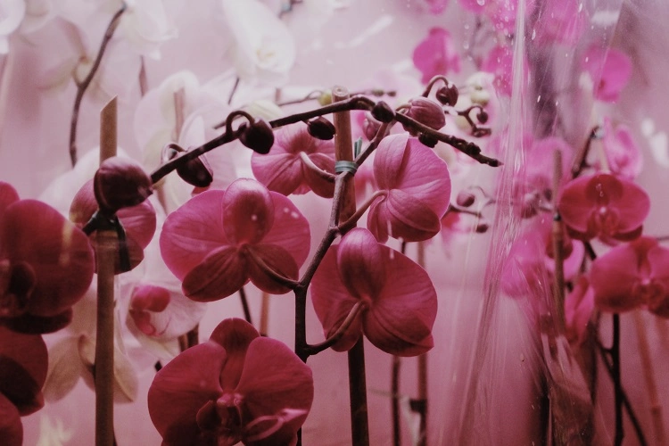 Orchidée balance