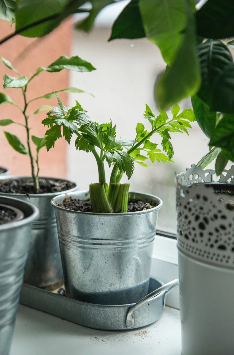Planter céleri en pot
