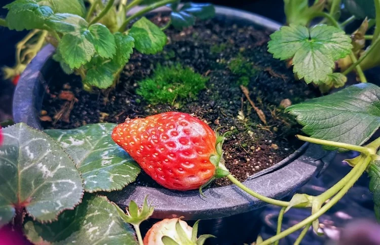 Planter des fraises pendant l'hiver