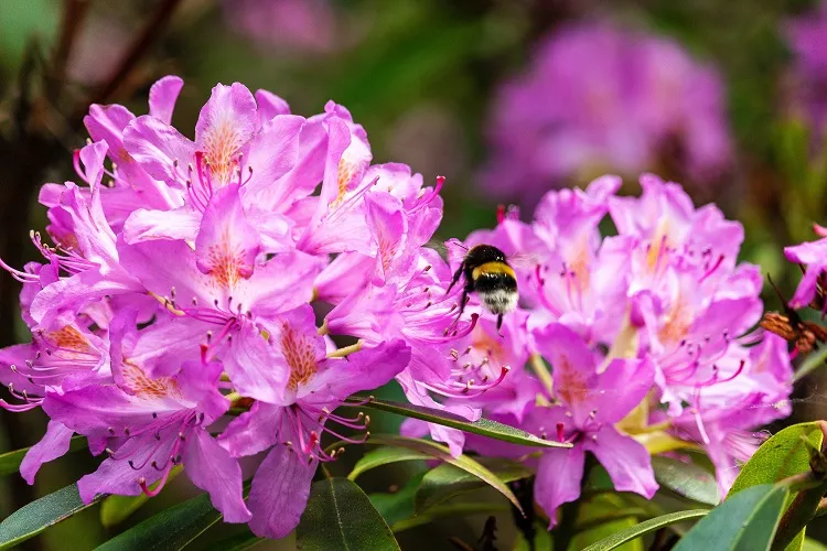 Quelles plantes choisir pour le jardin Rhododendron