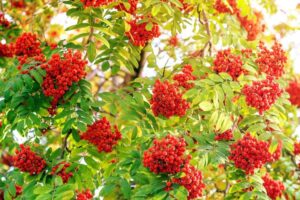 Sorbier des oiseaux à planter 2022