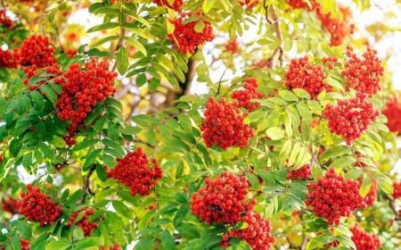 Sorbier des oiseaux à planter 2022