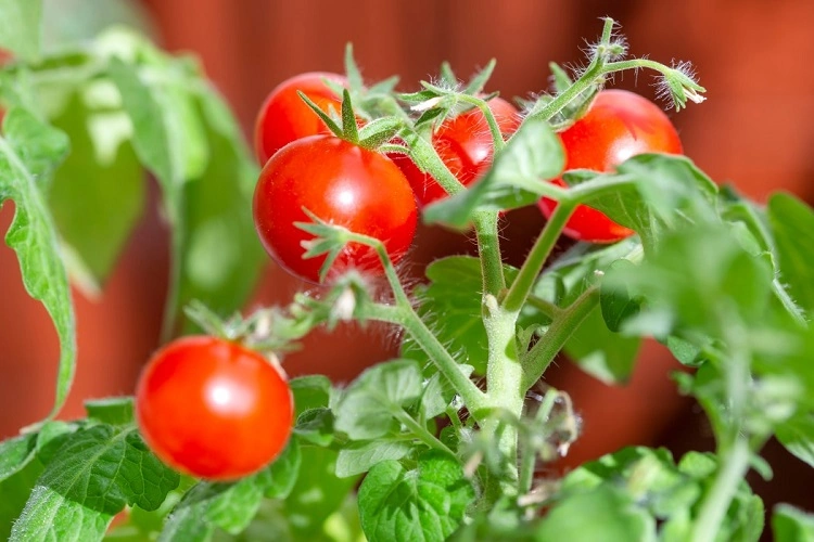 Tomates cerises à planter potager balcon