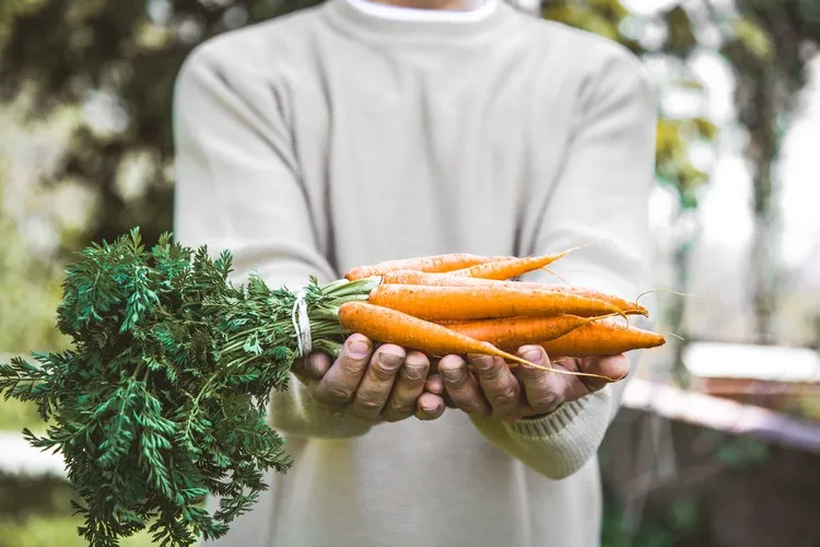 aliments riches en fibres pour le transit perdre du poids en hiver manger plus de carottes légumes riches en fibres