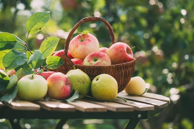 aliments riches en fibres pour maigrir manger des pommes au quotidien bonne santé intestinale
