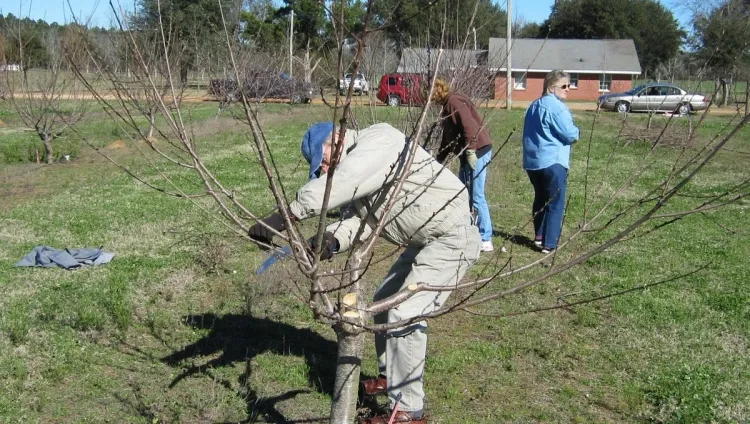 art de tailler les arbres fruitiers éclaircir branches sauf saines angles étroits