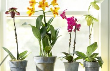 astuces comment faire refleurir une orchidée avec des pelures de bananes