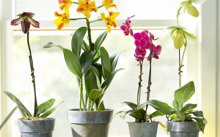 astuces comment faire refleurir une orchidée avec des pelures de bananes