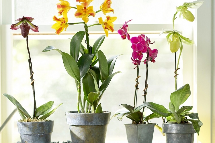 astuces comment faire refleurir une orchidée avec des pelures de bananes