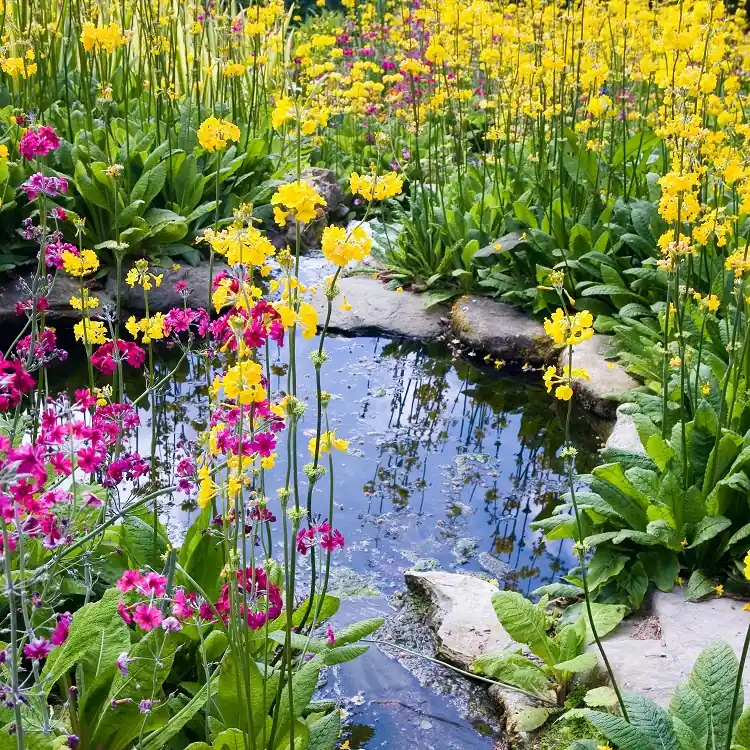 bassin de jardin loi