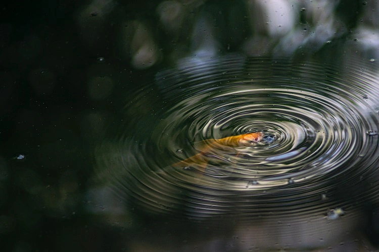 biodiversité dans une mare