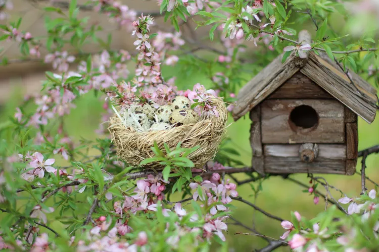 découvrez ce que les oiseaux mangent dans vos jardins