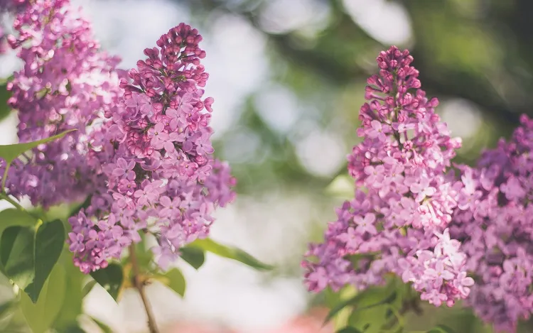 comment attirer les pollinisateurs au jardin lilac