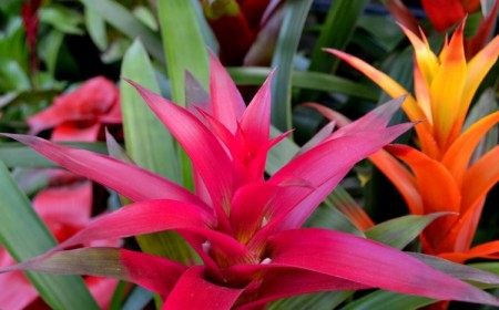 comment bien s'occuper guzmania lingulata conditions conseils entretien