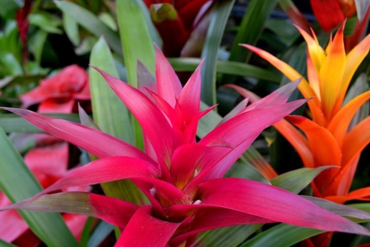 comment bien s'occuper guzmania lingulata conditions conseils entretien