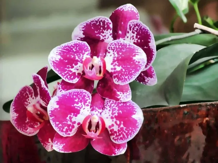 comment bien tailler son orchidée dendrobium couper fleurs fanées racines