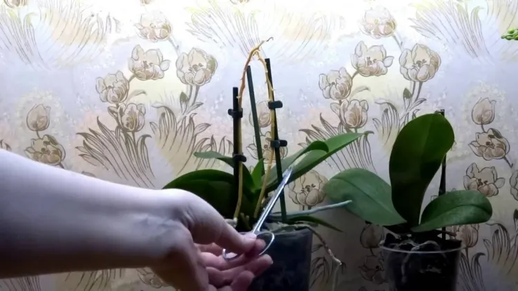 comment couper son orchidée après floraison couper endroits jaunes bruns repousser