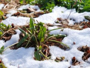 comment entretenir son jardin en janvier