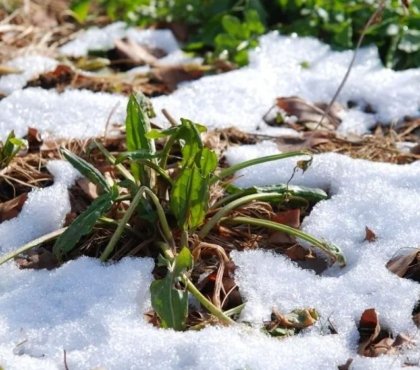 comment entretenir son jardin en janvier