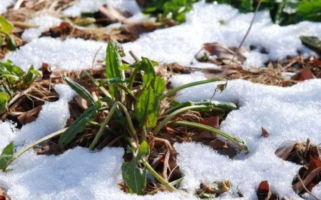 comment entretenir son jardin en janvier