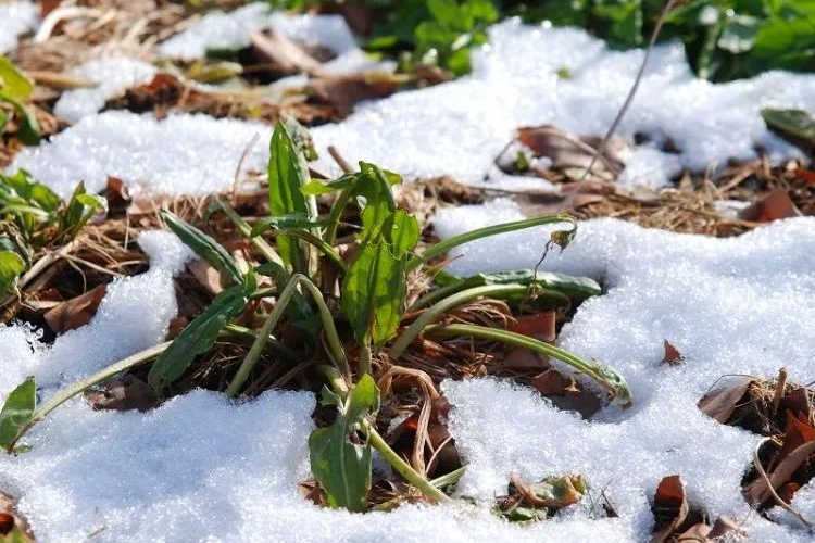 comment entretenir son jardin en janvier
