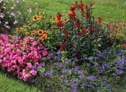 comment faire fleurir les plantes été saison surrégime faire exploser espace couleur