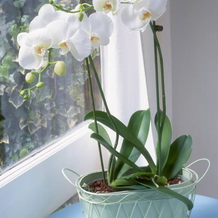 comment faire refleurir une orchidée avec des bananes astuces plantes