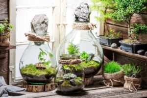 comment faire un terrarium créer conditions décorer salon couloir