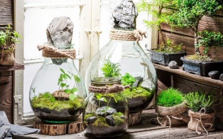 comment faire un terrarium créer conditions décorer salon couloir