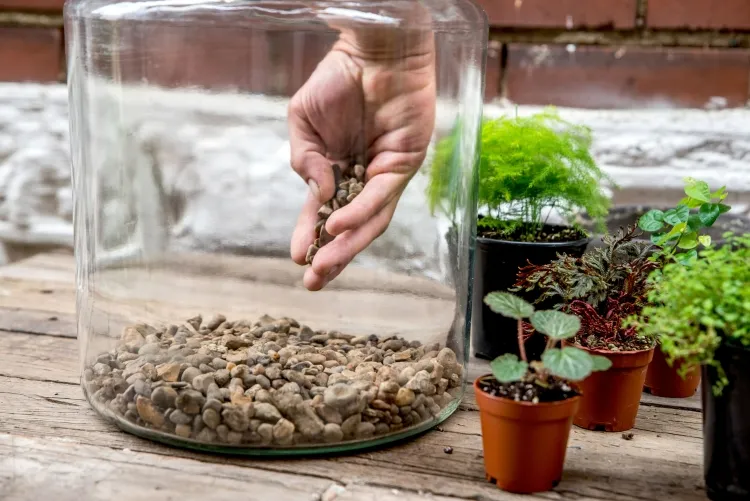 comment faire un terrarium fougères mousses plantes grimpantes