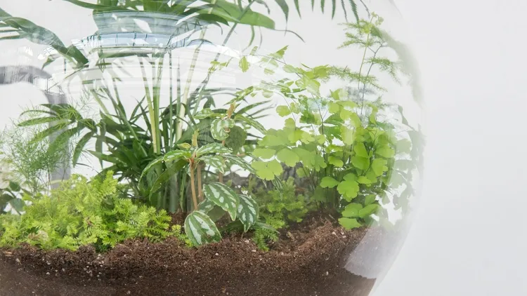 comment faire un terrarium quelles plantes vase bocal récipient