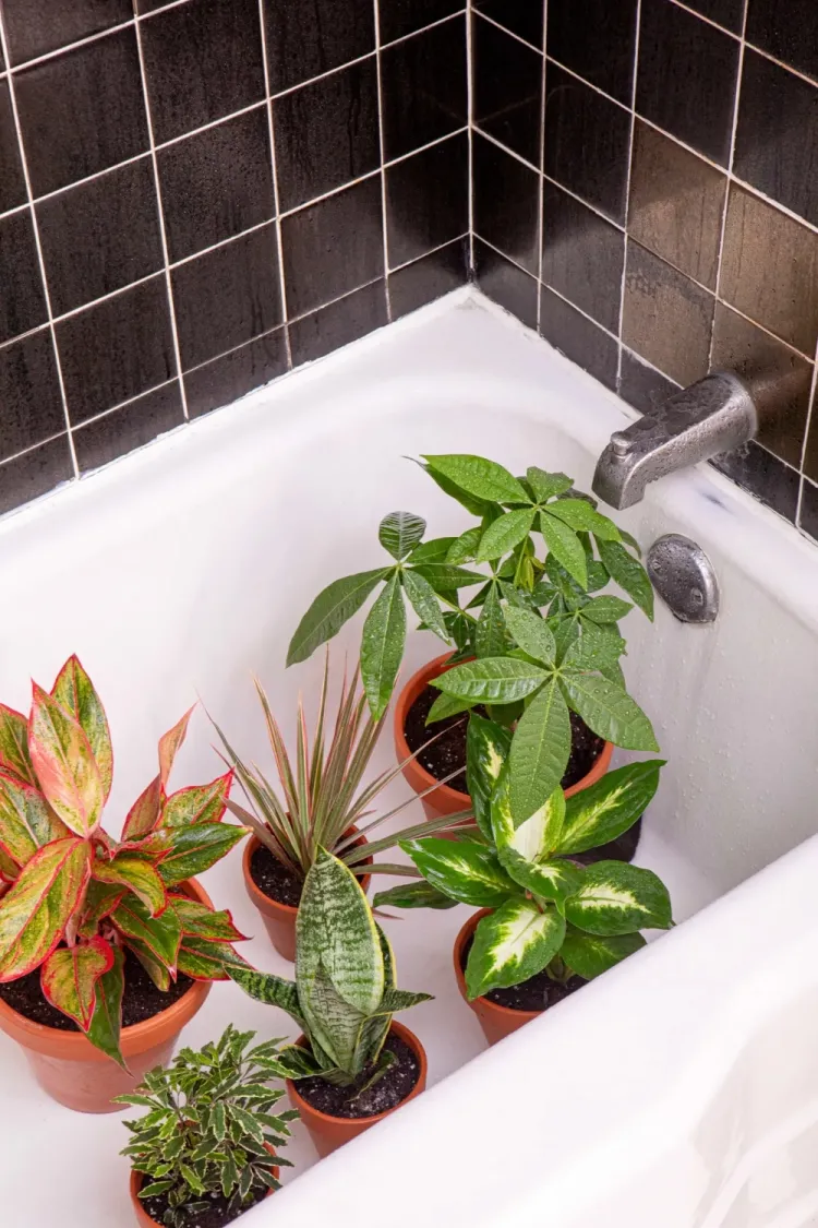 comment laver les plantes d'intérieur sous la douche