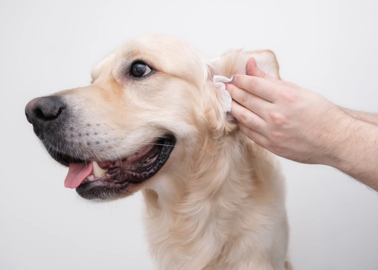 comment nettoyer les oreilles de votre chien pas à pas essuyage excès de produit avec un coton humide