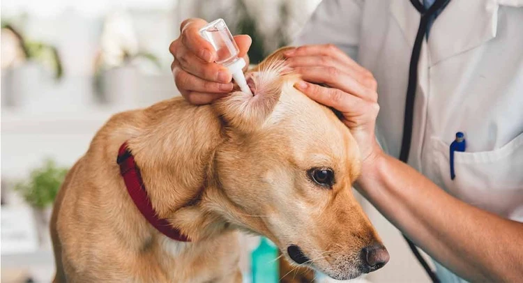 comment nettoyer les oreilles de votre chien solution nettoyage canal auditif