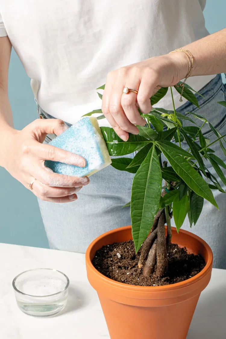 comment nettoyer les plantes avec du savon noir