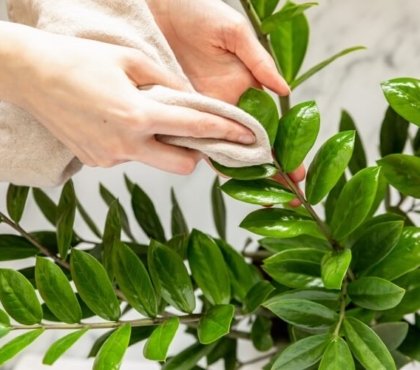 comment nettoyer les plantes vertes d'intérieur pour de vrai