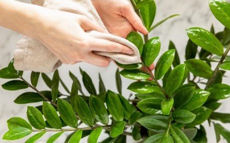 comment nettoyer les plantes vertes d'intérieur pour de vrai