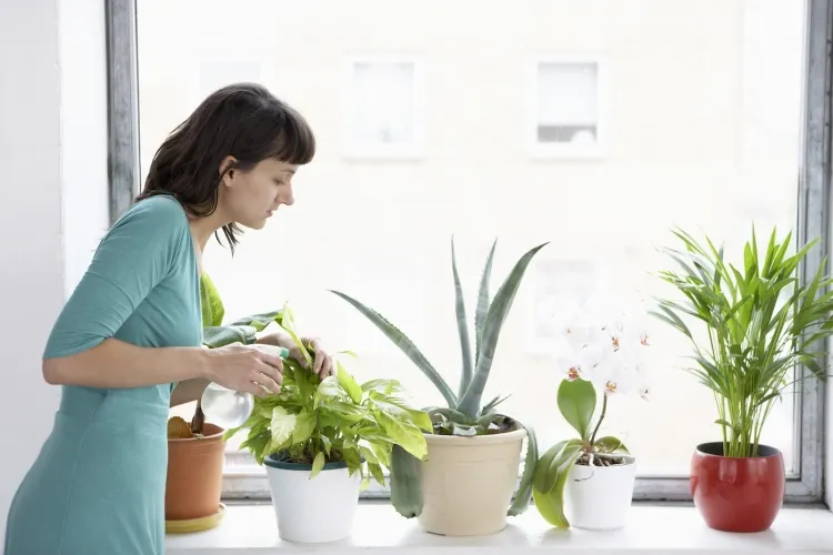 comment nettoyer les plantes vertes d'intérieur