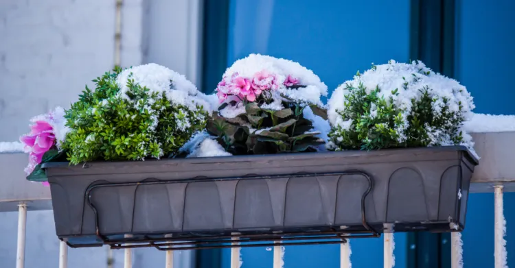 comment protéger les plantes sur le balcon en hiver 2022