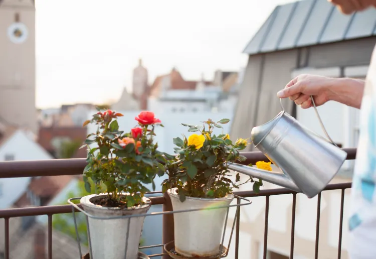 comment protéger les plantes sur le balcon hiver 2022