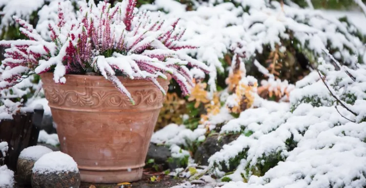 comment protéger plantes hiver