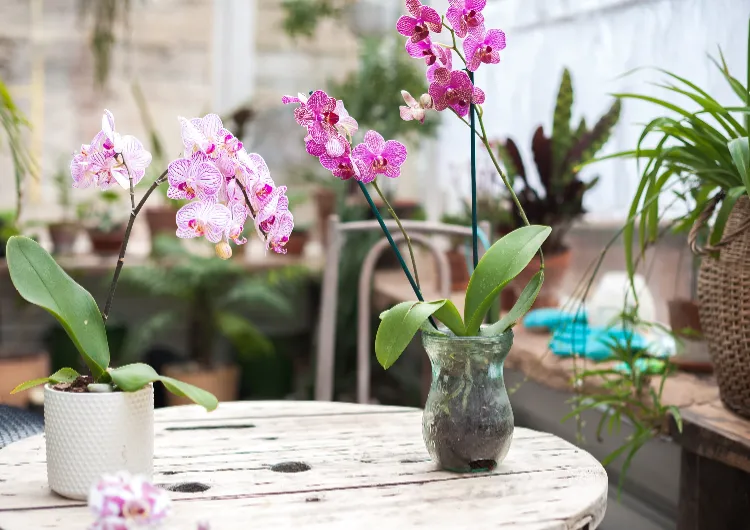 comment protéger une orchidée sur le balcon 2022