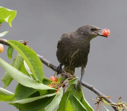 découvrez ce que les oiseaux mangent dans vos jardins 2022