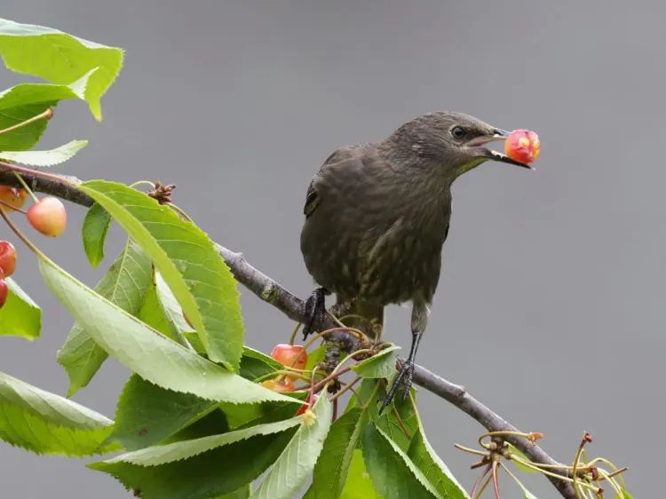 découvrez ce que les oiseaux mangent dans vos jardins 2022