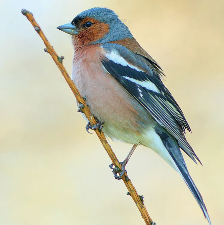 découvrez ce que les oiseaux mangent dans vos jardins