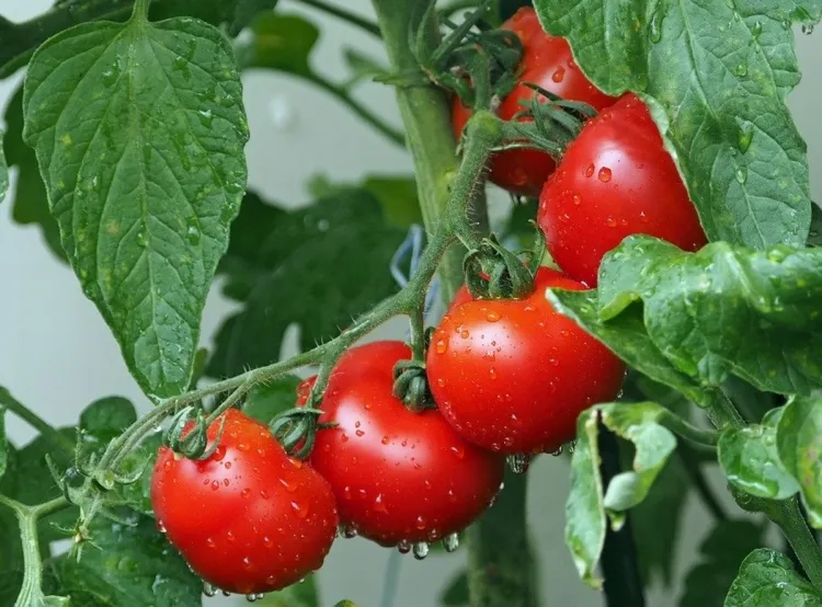 engrais à tomates récolte abondante fertiliser manière appropriée