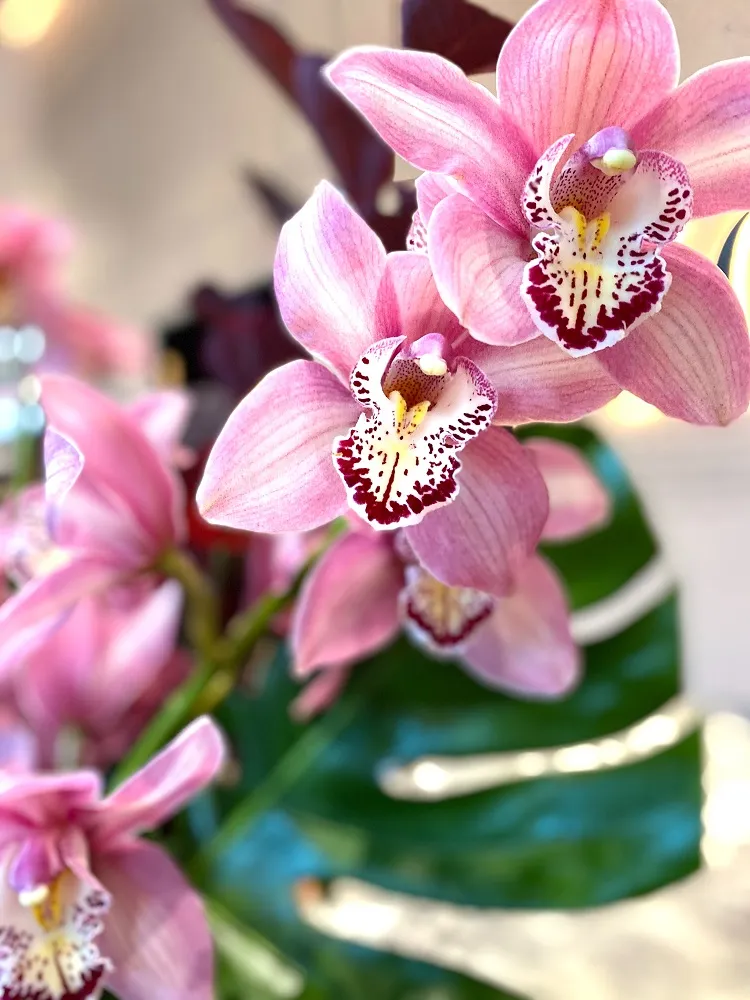 entretenir une orchidée à la maison