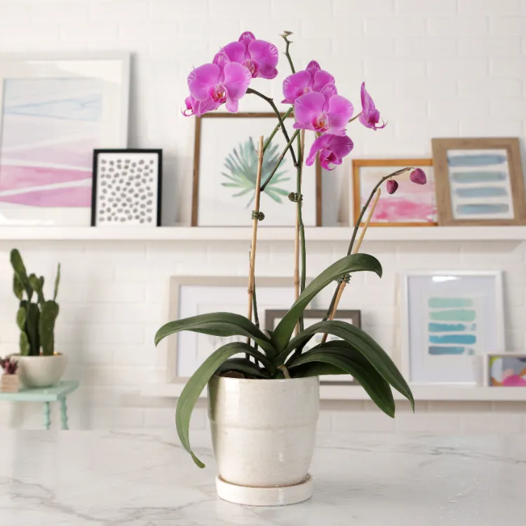 entretien orchidées printemps comment les faire refleurir engrais organique