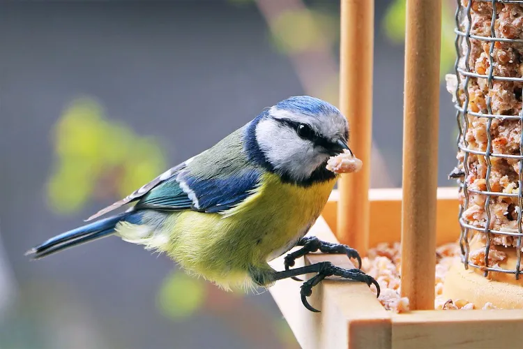 découvrez ce que les oiseaux mangent dans vos jardins